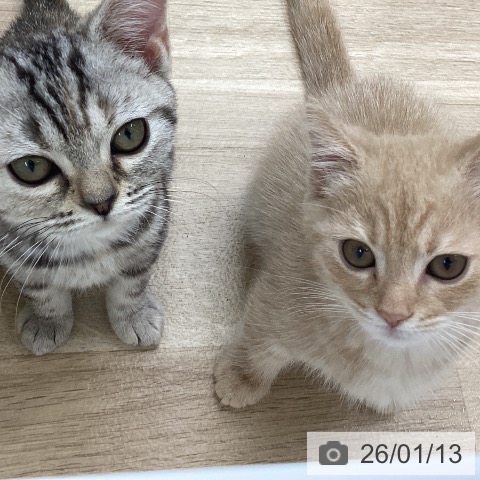 福島県のアメリカンショートヘアー (ペットプラス 福島店/2025年10月4日生まれ/女の子/シルバーパッチドタビー)の子猫の4枚目の画像