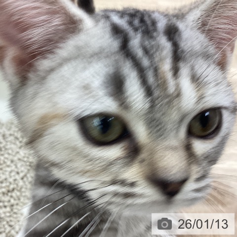 福島県のアメリカンショートヘアー (ペットプラス 福島店/2025年10月4日生まれ/女の子/シルバーパッチドタビー)の子猫の3枚目の画像