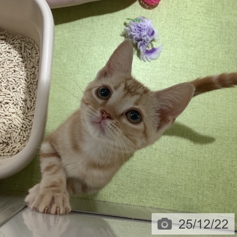 神奈川県のアメリカンショートヘアー (ペットプラス 新百合丘店/2025年10月10日生まれ/女の子/レッドタビー)の子猫の3枚目の画像