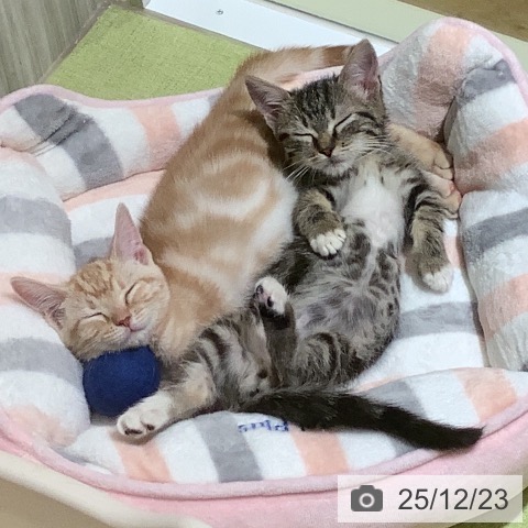 神奈川県のアメリカンショートヘアー (ペットプラス 新百合丘店/2025年10月10日生まれ/女の子/レッドタビー)の子猫の4枚目の画像