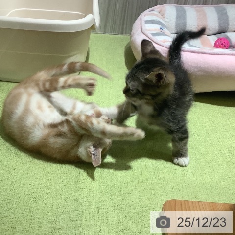 神奈川県のアメリカンショートヘアー (ペットプラス 新百合丘店/2025年10月10日生まれ/女の子/レッドタビー)の子猫の3枚目の画像