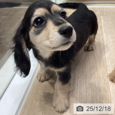 神奈川県のミニチュアダックスフンド(ロング) (ペットプラス 座間店/2025年10月10日生まれ/男の子/ブラックイエロー)の子犬の4枚目の画像