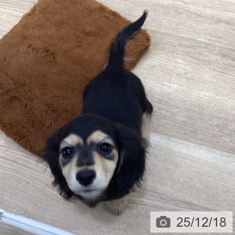 神奈川県のミニチュアダックスフンド(ロング) (ペットプラス 座間店/2025年10月10日生まれ/男の子/ブラックイエロー)の子犬の3枚目の画像