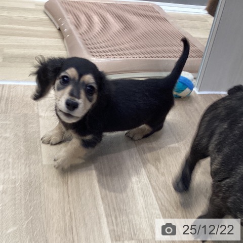 神奈川県のミニチュアダックスフンド(ロング) (ペットプラス 座間店/2025年10月10日生まれ/男の子/ブラックイエロー)の子犬の4枚目の画像