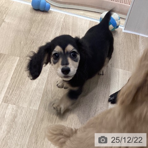 神奈川県のミニチュアダックスフンド(ロング) (ペットプラス 座間店/2025年10月10日生まれ/男の子/ブラックイエロー)の子犬の3枚目の画像