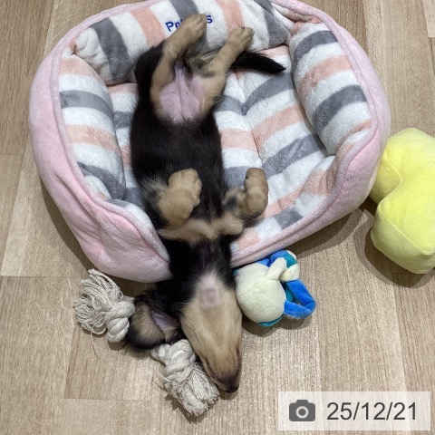 長野県のミニチュアダックスフンド(ロング) (ペットプラス 須坂店/2025年10月10日生まれ/女の子/ブラックイエロー)の子犬の3枚目の画像