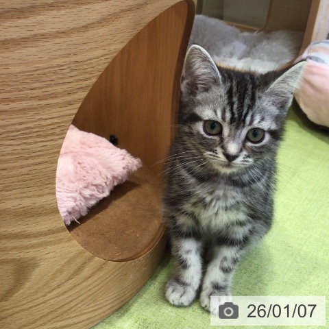 千葉県のアメリカンショートヘアー (ペットプラス 幕張新都心店/2025年10月3日生まれ/男の子/シルバータビー)の子猫の4枚目の画像