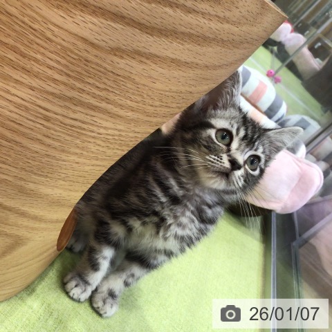 千葉県のアメリカンショートヘアー (ペットプラス 幕張新都心店/2025年10月3日生まれ/男の子/シルバータビー)の子猫の3枚目の画像