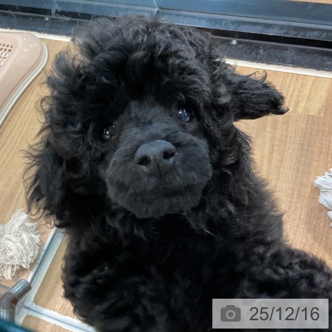 埼玉県のトイプードル(トイ) (ペッツワン 新座店/2025年10月10日生まれ/男の子/ブラック)の子犬の4枚目の画像