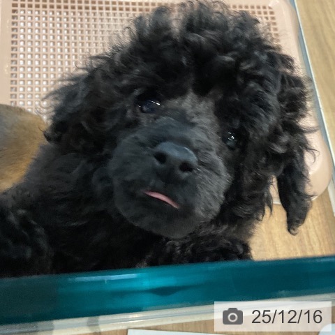 埼玉県のトイプードル(トイ) (ペッツワン 新座店/2025年10月10日生まれ/男の子/ブラック)の子犬の3枚目の画像