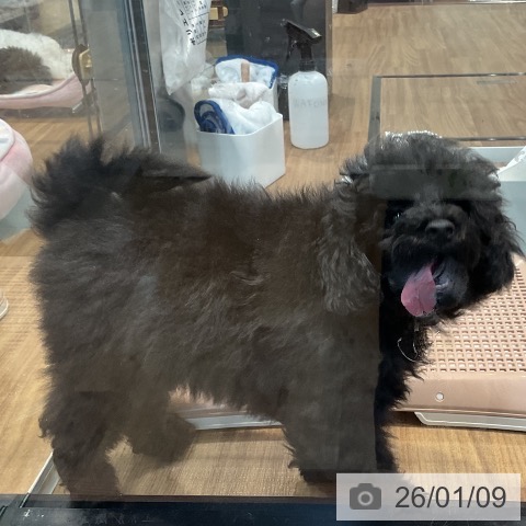 埼玉県のトイプードル(トイ) (ペッツワン 新座店/2025年10月10日生まれ/男の子/ブラック)の子犬の4枚目の画像