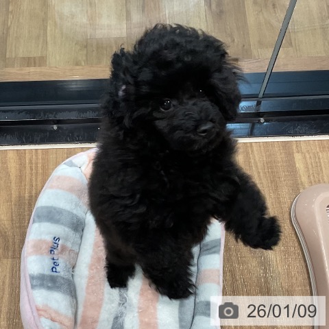 埼玉県のトイプードル(トイ) (ペッツワン 新座店/2025年10月10日生まれ/男の子/ブラック)の子犬の3枚目の画像