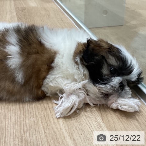 埼玉県のシーズー (ペットプラス ららぽーと富士見店/2025年10月9日生まれ/男の子/ホワイトゴールド)の子犬の3枚目の画像