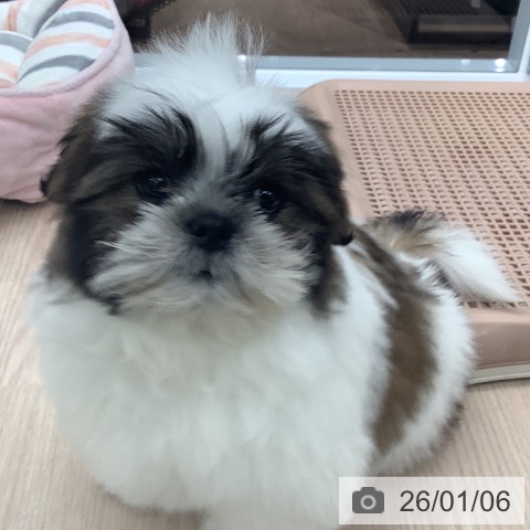 埼玉県のシーズー (ペットプラス ららぽーと富士見店/2025年10月9日生まれ/男の子/ホワイトゴールド)の子犬の4枚目の画像