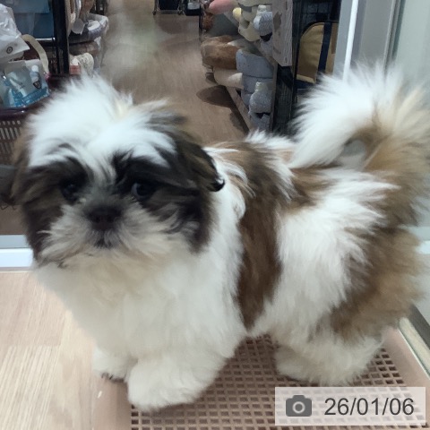 埼玉県のシーズー (ペットプラス ららぽーと富士見店/2025年10月9日生まれ/男の子/ホワイトゴールド)の子犬の3枚目の画像