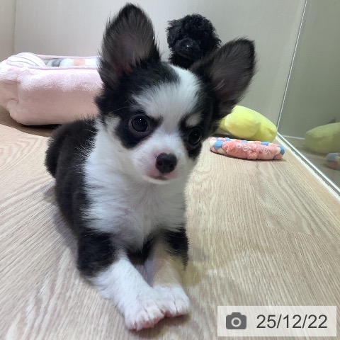 神奈川県のチワワ(ロング) (ペットプラス 新百合丘店/2025年10月11日生まれ/男の子/ブラックタンホワイト)の子犬の4枚目の画像