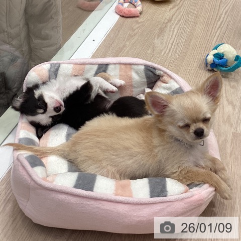 神奈川県のチワワ(ロング) (ペットプラス 新百合丘店/2025年10月11日生まれ/男の子/ブラックタンホワイト)の子犬の4枚目の画像