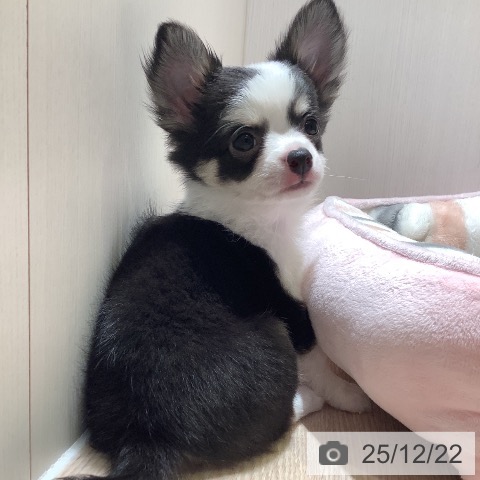 神奈川県のチワワ(ロング) (ペットプラス 新百合丘店/2025年10月11日生まれ/男の子/ブラックタンホワイト)の子犬の3枚目の画像