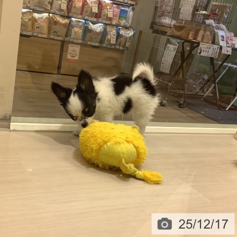 埼玉県のチワワ(ロング) (ペットプラス クレアモール川越店/2025年10月11日生まれ/男の子/ホワイトブラックタン)の子犬の4枚目の画像