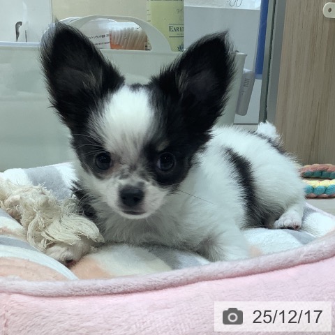 埼玉県のチワワ(ロング) (ペットプラス クレアモール川越店/2025年10月11日生まれ/男の子/ホワイトブラックタン)の子犬の3枚目の画像