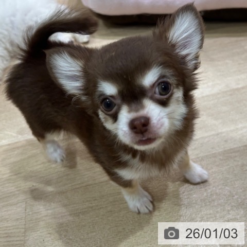 神奈川県のチワワ(ロング) (ペットプラス ゆめが丘ソラトス店/2025年10月10日生まれ/男の子/チョコレートクリーム)の子犬の4枚目の画像