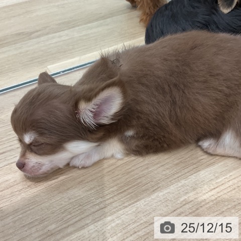 群馬県のチワワ(ロング) (ペットプラス イオンモール太田店/2025年10月10日生まれ/男の子/チョコレートクリーム)の子犬の3枚目の画像