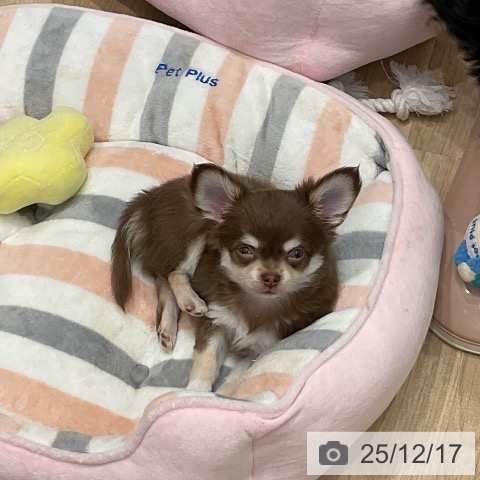 群馬県のチワワ(ロング) (ペットプラス イオンモール太田店/2025年10月10日生まれ/男の子/チョコレートクリーム)の子犬の3枚目の画像