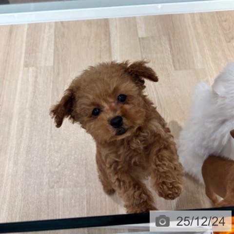 千葉県のトイプードル(トイ) (ペットプラス 木更津店/2025年10月10日生まれ/女の子/レッド)の子犬の4枚目の画像