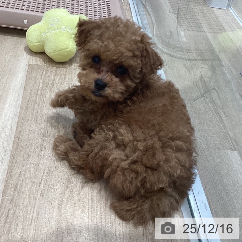 千葉県のトイプードル(トイ) (ペットプラス 木更津店/2025年10月10日生まれ/女の子/レッド)の子犬の3枚目の画像