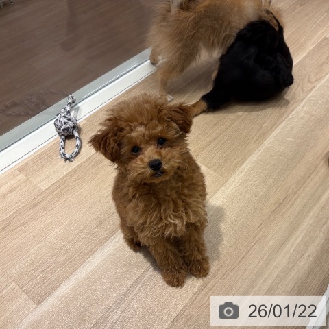 千葉県のトイプードル(トイ) (ペットプラス 木更津店/2025年10月10日生まれ/女の子/レッド)の子犬の3枚目の画像