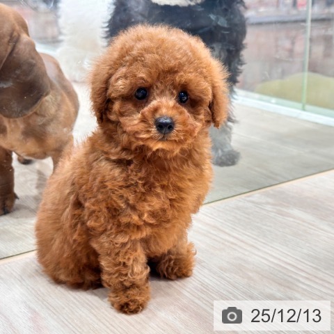 トイ・プードルの写真