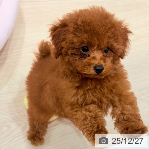 千葉県のトイプードル(トイ) (ペットプラス ユーカリが丘店/2025年10月10日生まれ/女の子/レッド)の子犬の3枚目の画像