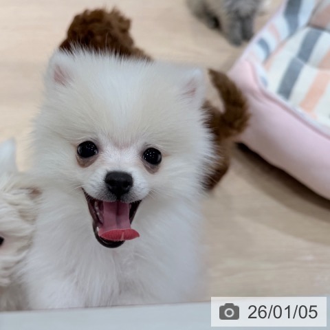 千葉県のポメラニアン (ペットプラス ユーカリが丘店/2025年10月11日生まれ/男の子/クリーム)の子犬の4枚目の画像