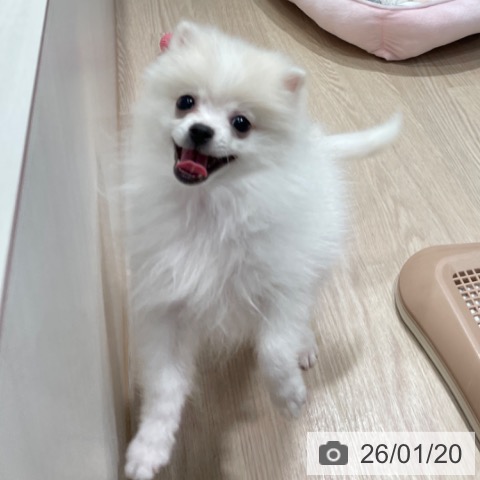 千葉県のポメラニアン (ペットプラス ユーカリが丘店/2025年10月11日生まれ/男の子/クリーム)の子犬の4枚目の画像