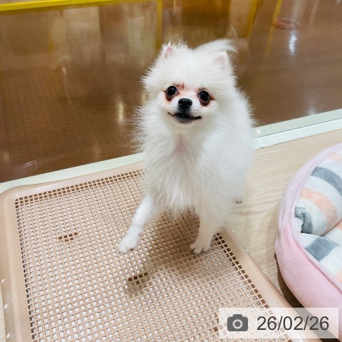 千葉県のポメラニアン (ペットプラス ユーカリが丘店/2025年10月11日生まれ/男の子/クリーム)の子犬の4枚目の画像