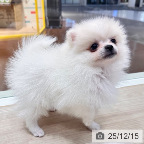 ポメラニアンの写真