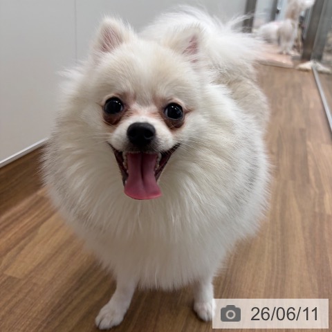 茨城県のポメラニアン (ペッツワン つくば店/2025年10月11日生まれ/男の子/クリーム)の子犬の3枚目の画像