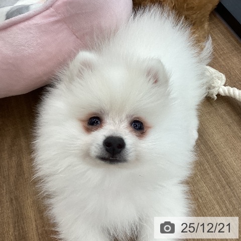 茨城県のポメラニアン (ペッツワン つくば店/2025年10月11日生まれ/女の子/クリーム)の子犬の3枚目の画像