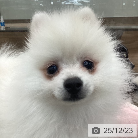 茨城県のポメラニアン (ペッツワン つくば店/2025年10月11日生まれ/女の子/クリーム)の子犬の3枚目の画像