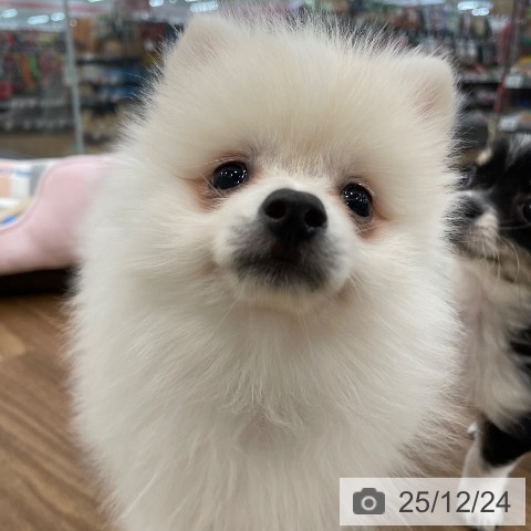 茨城県のポメラニアン (ペッツワン つくば店/2025年10月11日生まれ/女の子/クリーム)の子犬の4枚目の画像