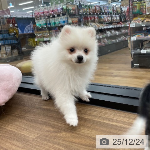 茨城県のポメラニアン (ペッツワン つくば店/2025年10月11日生まれ/女の子/クリーム)の子犬の3枚目の画像