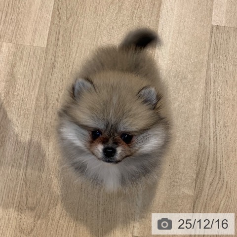 ポメラニアンの写真