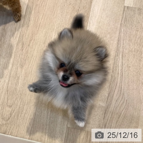 ポメラニアンの写真