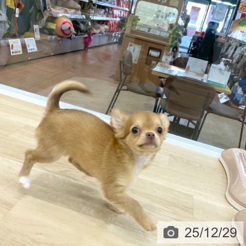 神奈川県のチワワ(ロング) (ペットプラス 相模原並木店/2025年10月10日生まれ/女の子/チョコレートフォーンホワイト)の子犬の4枚目の画像