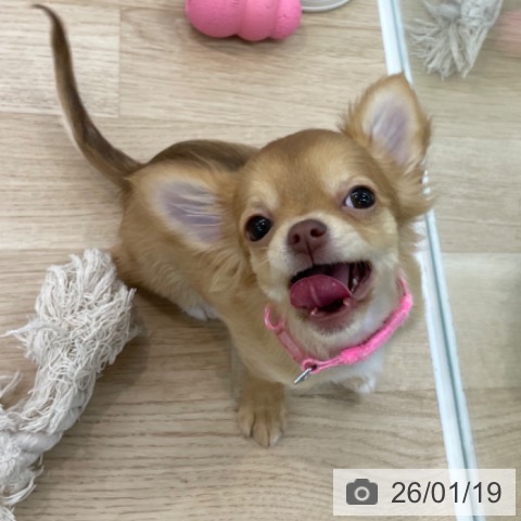 神奈川県のチワワ(ロング) (ペットプラス 相模原並木店/2025年10月10日生まれ/女の子/チョコレートフォーンホワイト)の子犬の4枚目の画像