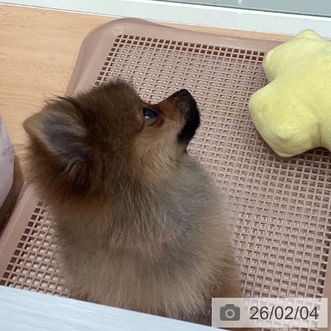 ポメラニアンの写真