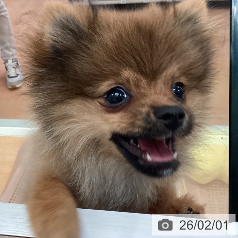 ポメラニアンの写真