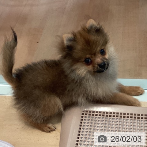 ポメラニアンの写真