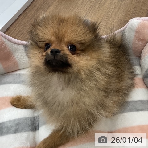 千葉県のポメラニアン (ペッツワン 千葉ニュータウン店/2025年10月12日生まれ/男の子/オレンジ)の子犬の3枚目の画像