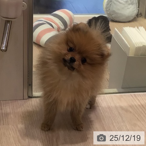 ポメラニアンの写真